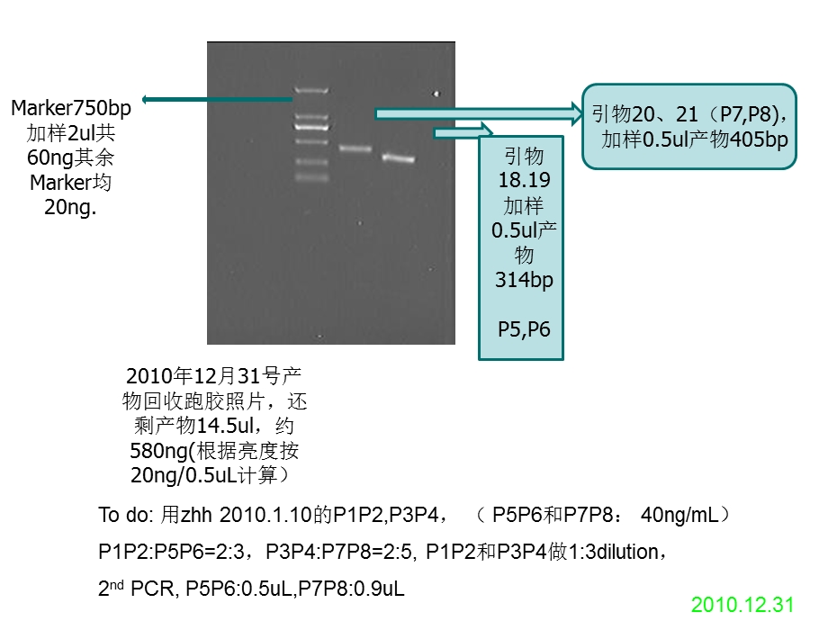 PCR结果PAL.ppt_第2页