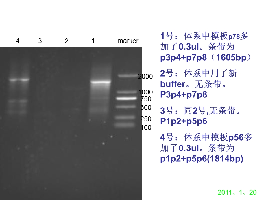 PCR结果PAL.ppt_第3页