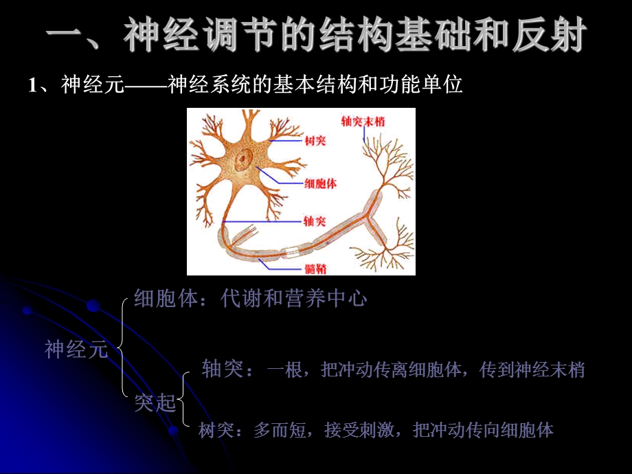 第一节通过神经系统的调节课件.ppt_第2页