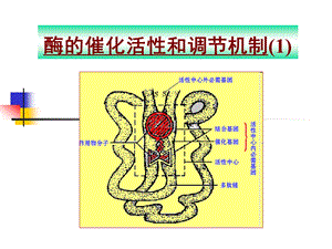 C酶的催化活性和调节机制1.ppt