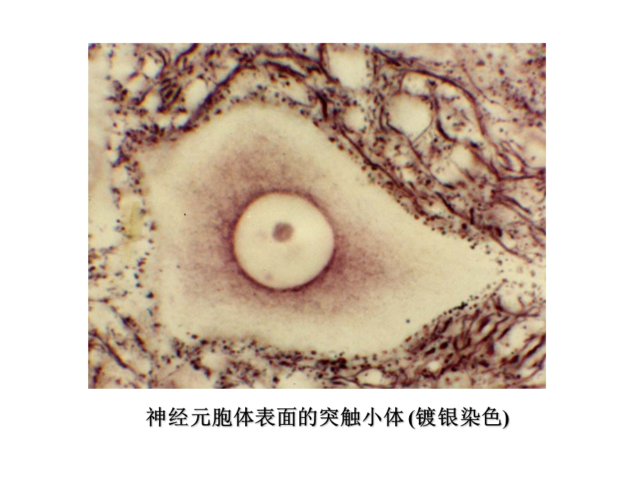 神经系镜下图片.ppt_第3页