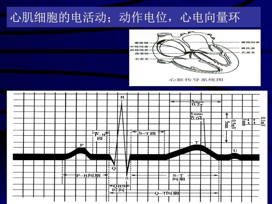 心电图基本知识1668477534.ppt.ppt_第2页