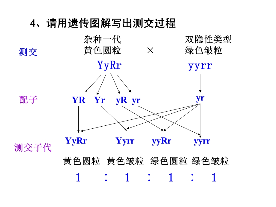 自由组合定律计算.ppt_第3页