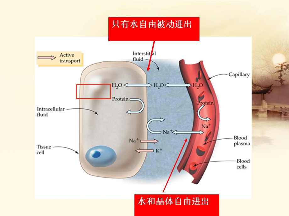 禁食危重病人补液.ppt_第3页