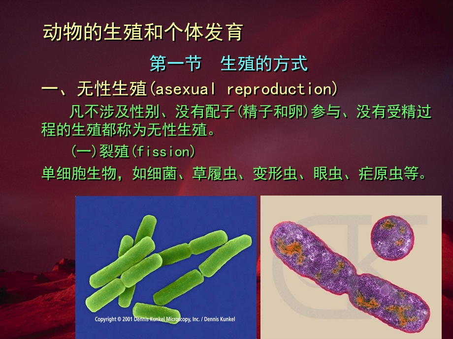 动物的生殖和个体发育.ppt_第3页