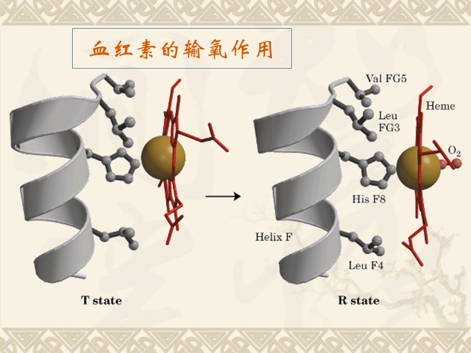 第十九章氨基酸蛋白质和核糖核酸.ppt_第2页