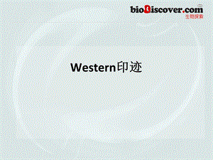 Western印迹.ppt