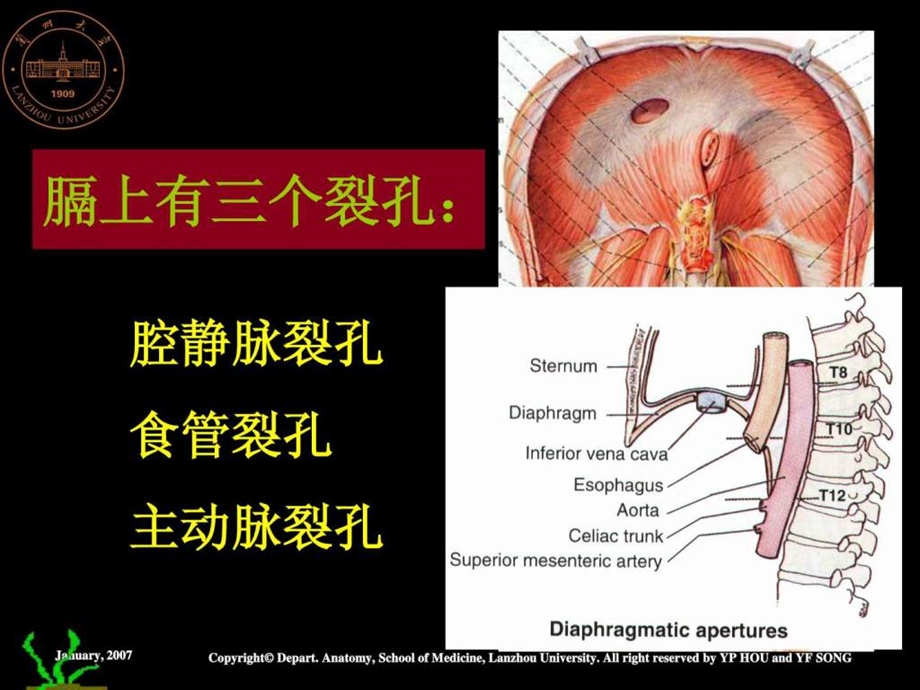 胸腔及其脏器.ppt.ppt_第3页