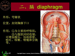 胸腔及其脏器.ppt.ppt