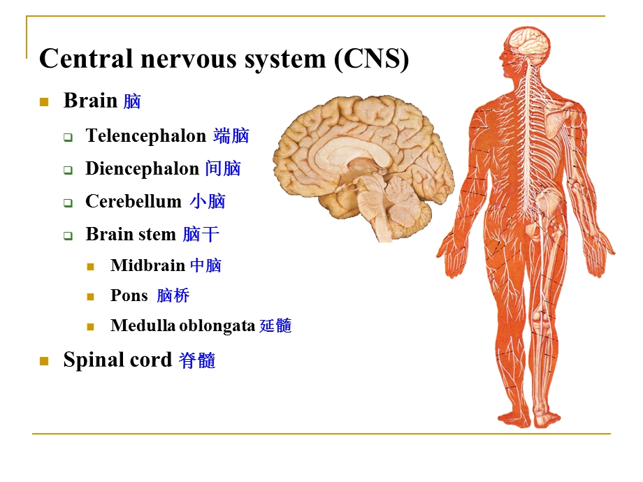 2神经系统总论脊髓.ppt_第3页