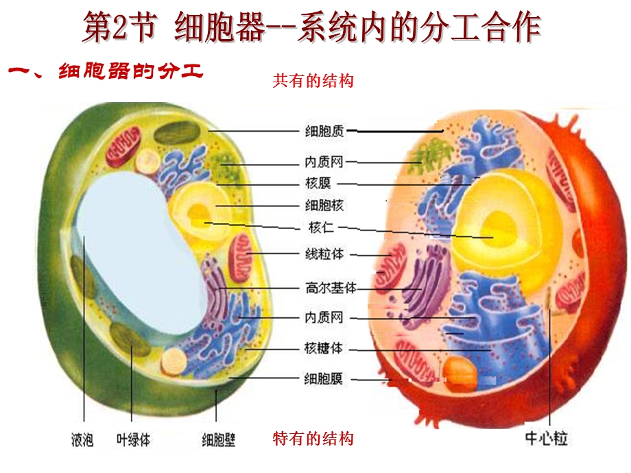 第2节细胞器系统内的分工合作.ppt_第3页