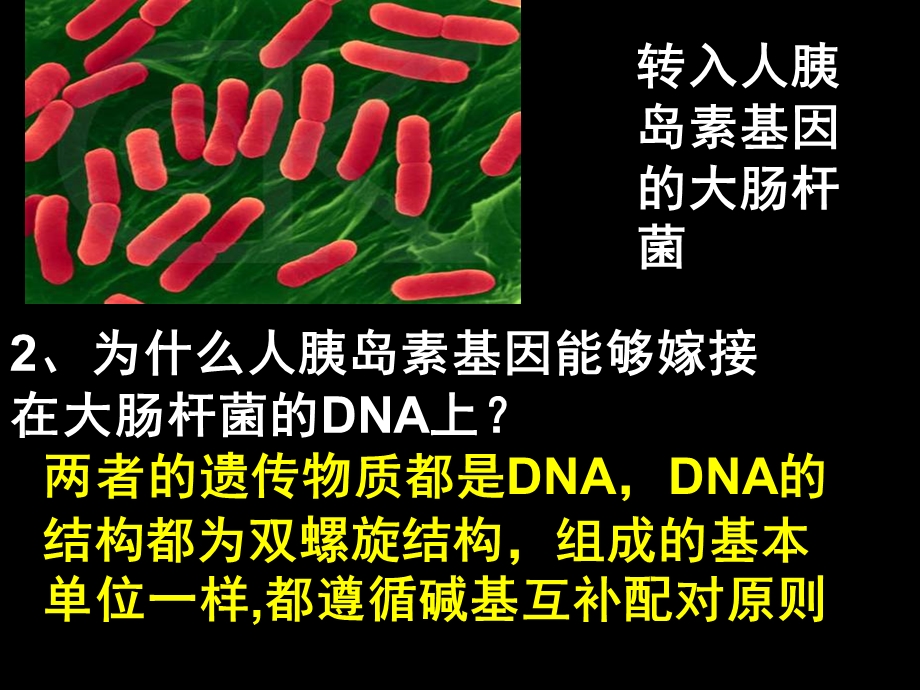 选修3专题111DNA重组技术的基本工具.ppt_第2页