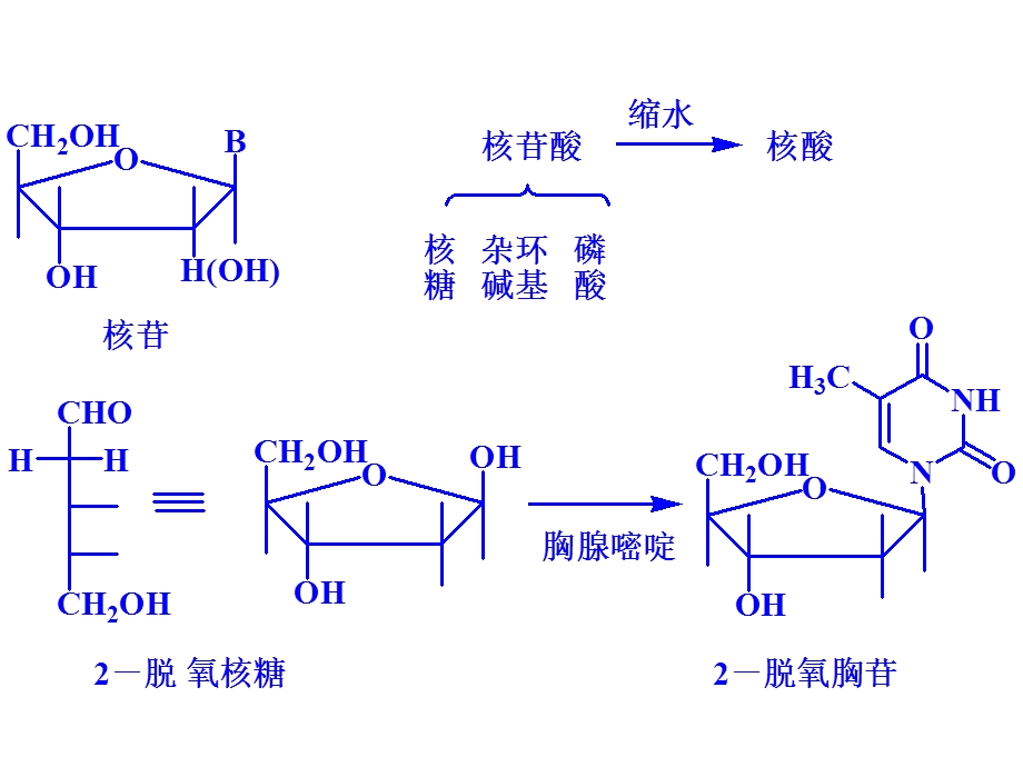 六核酸类物质的发酵机制.ppt_第2页