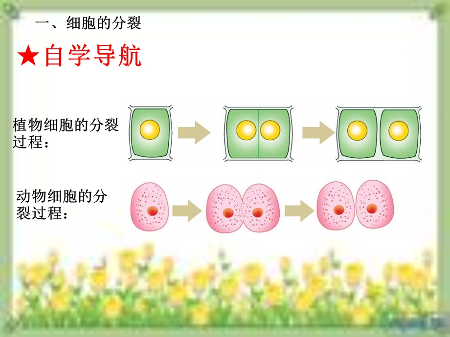 细胞的分裂与分化.ppt_第3页