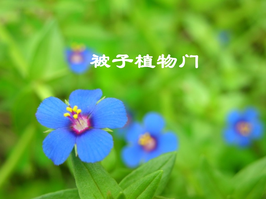 药用植物学被子植物门.ppt_第1页