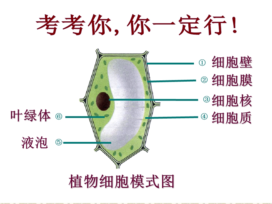 第四节细胞的生活精品教育.ppt_第1页