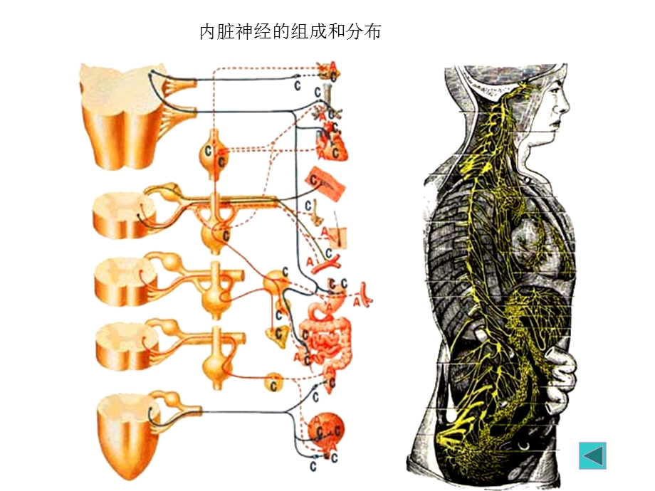 第四章内脏神经系统.ppt_第3页