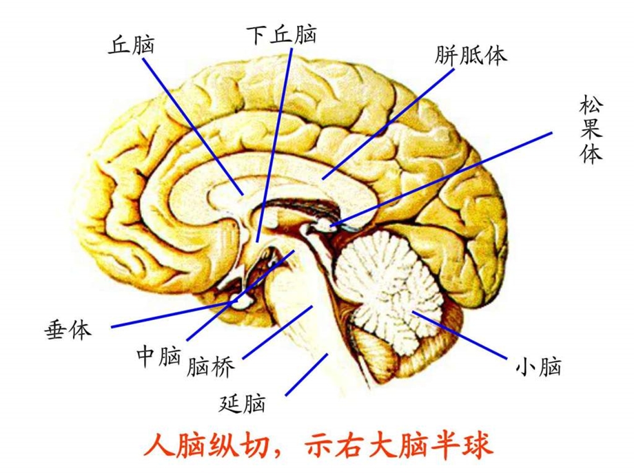 脑结构与功能.ppt.ppt_第3页