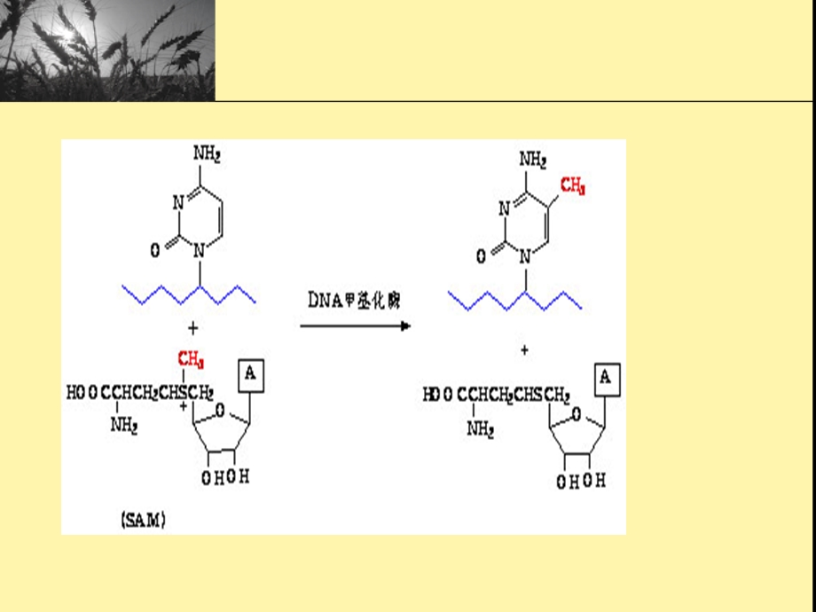 特定DNA片段甲基化检测方法.ppt_第3页