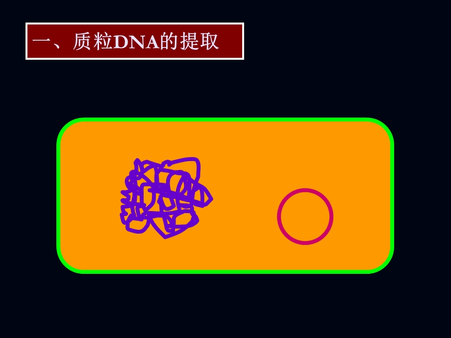 第二章基因工程的主要技术原理1.ppt_第2页