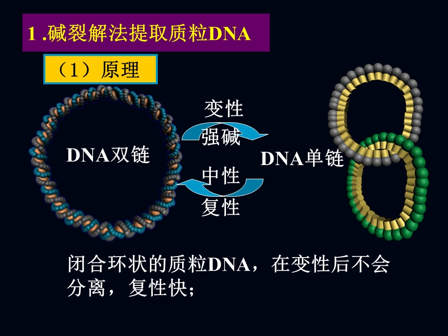 第二章基因工程的主要技术原理1.ppt_第3页