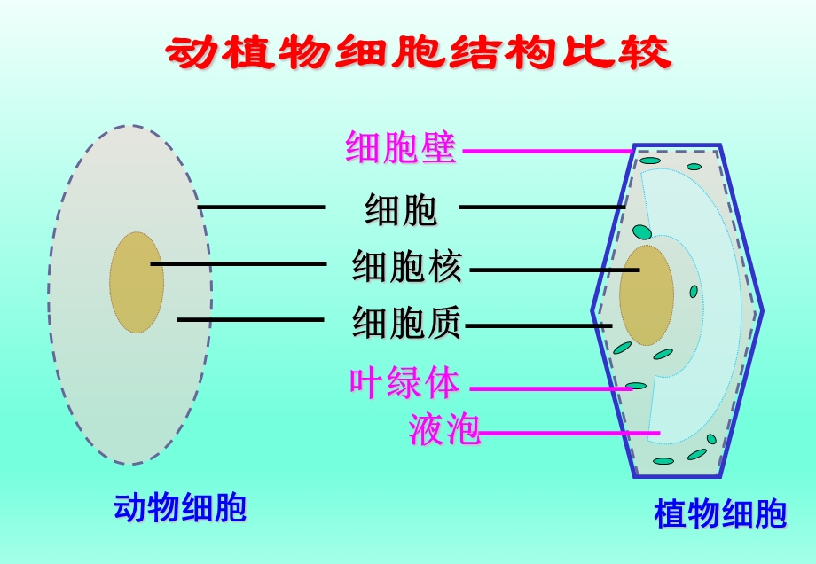 第四节细胞的生活课件精品教育.ppt_第2页