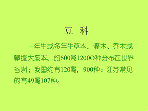 豆科植物介绍.ppt