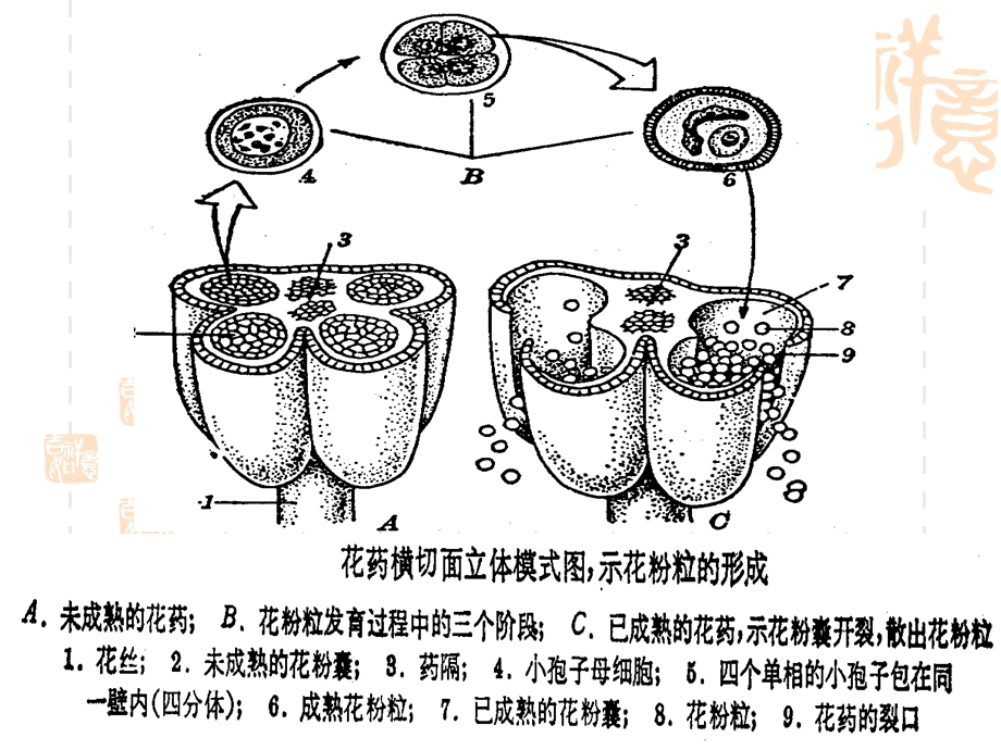 月季的花药培养.ppt_第3页