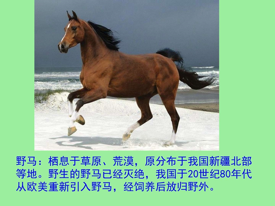 第一章第七节哺乳动物图文.ppt.ppt_第2页