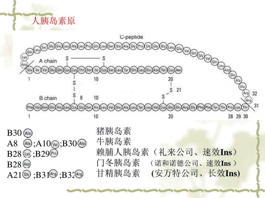 重组人胰岛素生产工艺.ppt.ppt_第3页