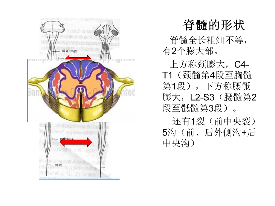 脊髓脊神经2.ppt_第2页