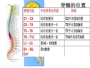 脊髓脊神经2.ppt