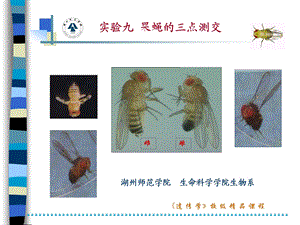 9实验九果蝇的三点测交.ppt