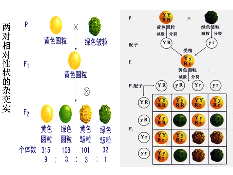 自由组合与性别决定伴性遗传.ppt_第1页