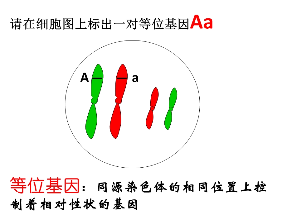 自由组合与性别决定伴性遗传.ppt_第3页