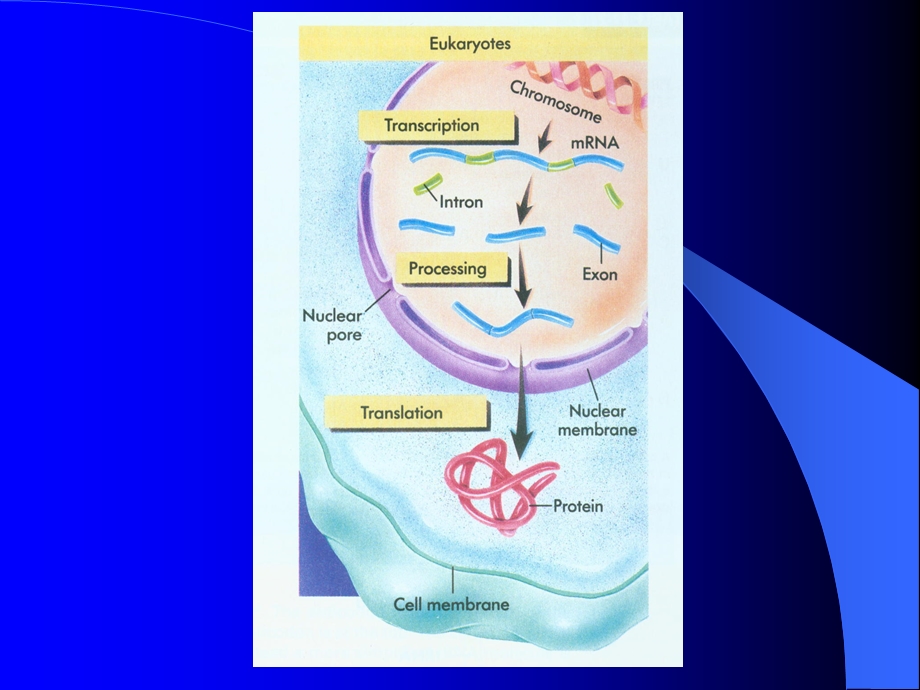 肿瘤标志物1011.ppt_第2页