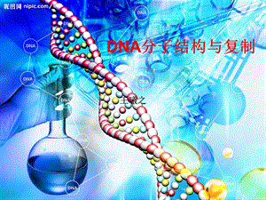 gaiDNA分子的结构和复制复习.ppt