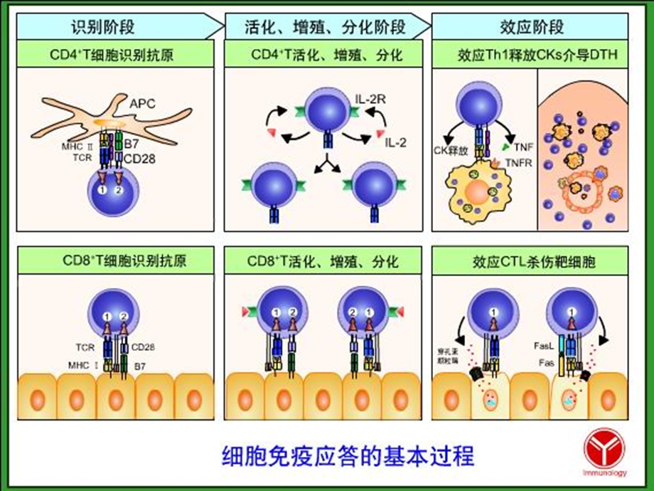 第72章T细胞介导的细胞应答.ppt_第2页