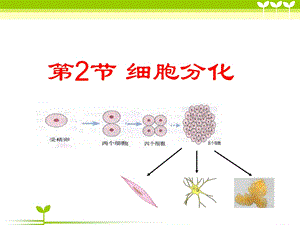 细胞的分化.ppt