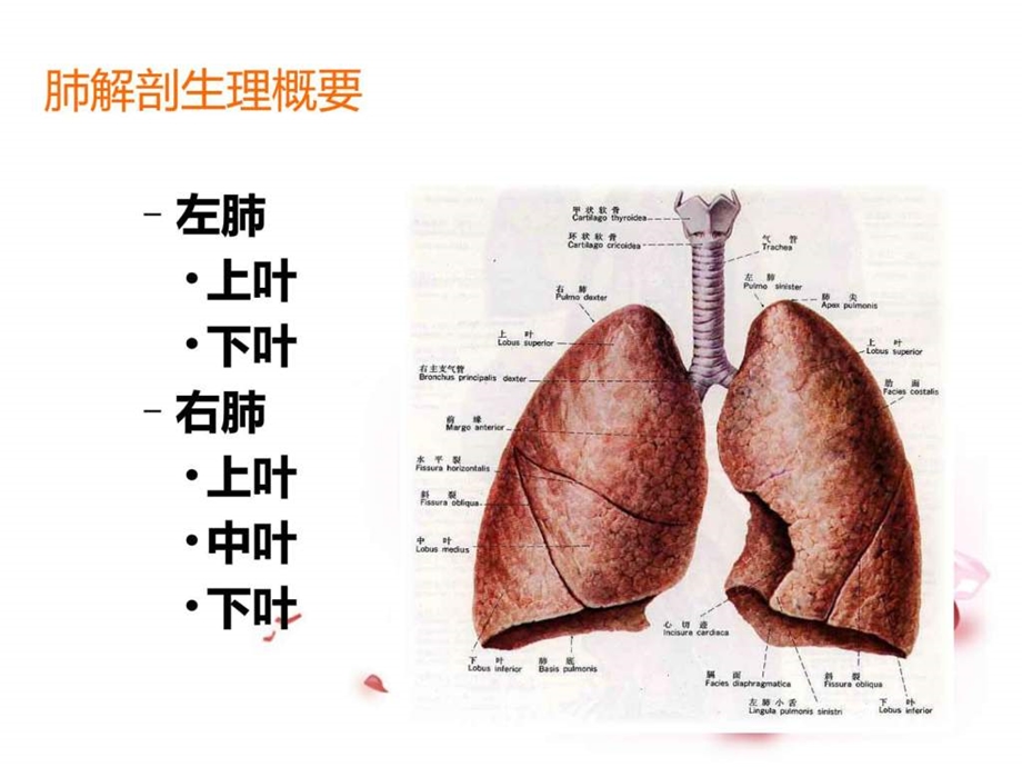 肺癌患者护理查房ppt.ppt_第3页