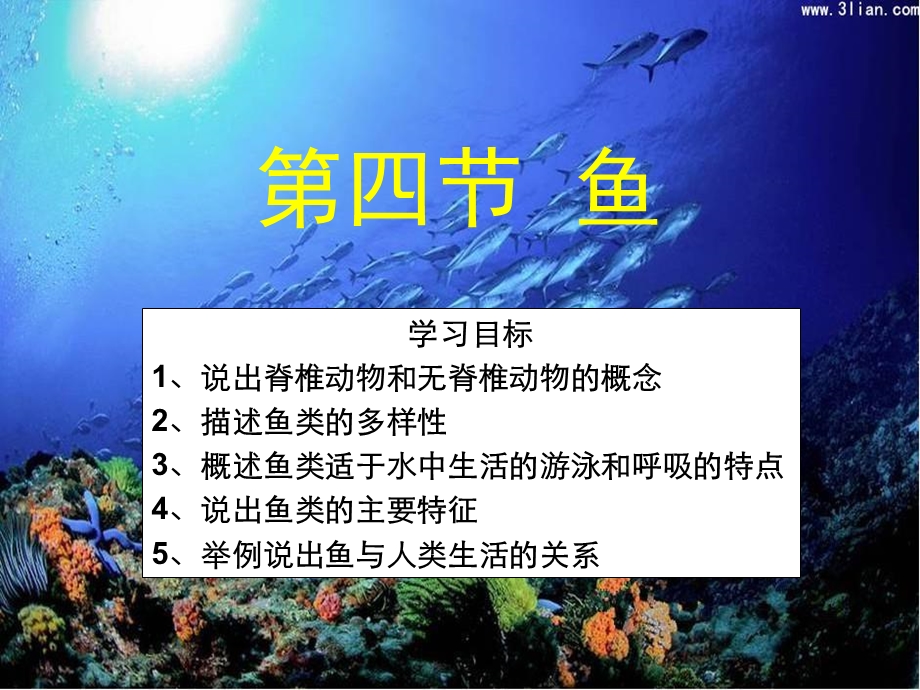 第四节鱼.ppt_第1页