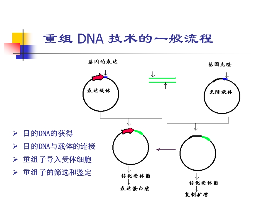 8目的基因的克隆.ppt_第3页