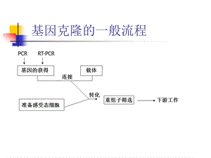 8目的基因的克隆.ppt