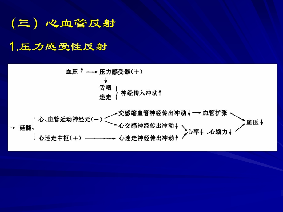 2血管的神经支配.ppt_第3页