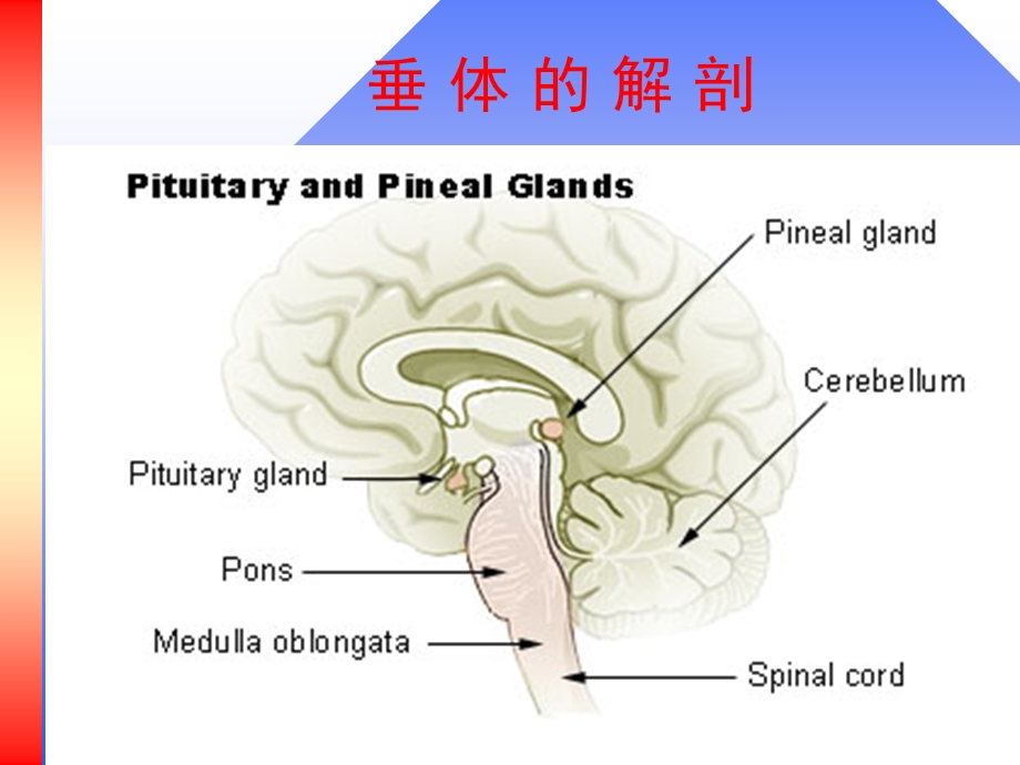 老年人日语大全.ppt_第2页