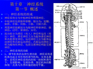 第十章神经系统第一节概述.ppt