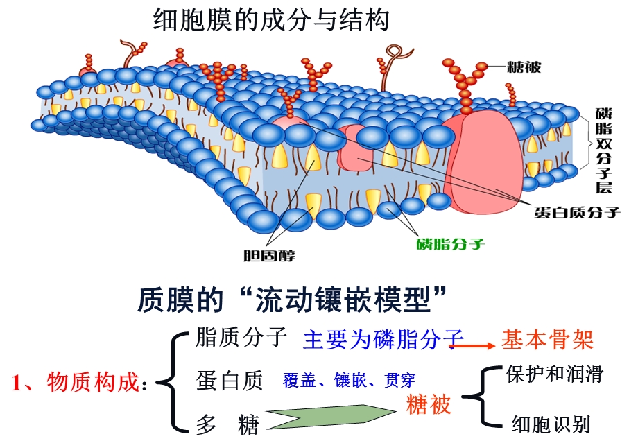 细胞膜一轮复习.ppt_第2页