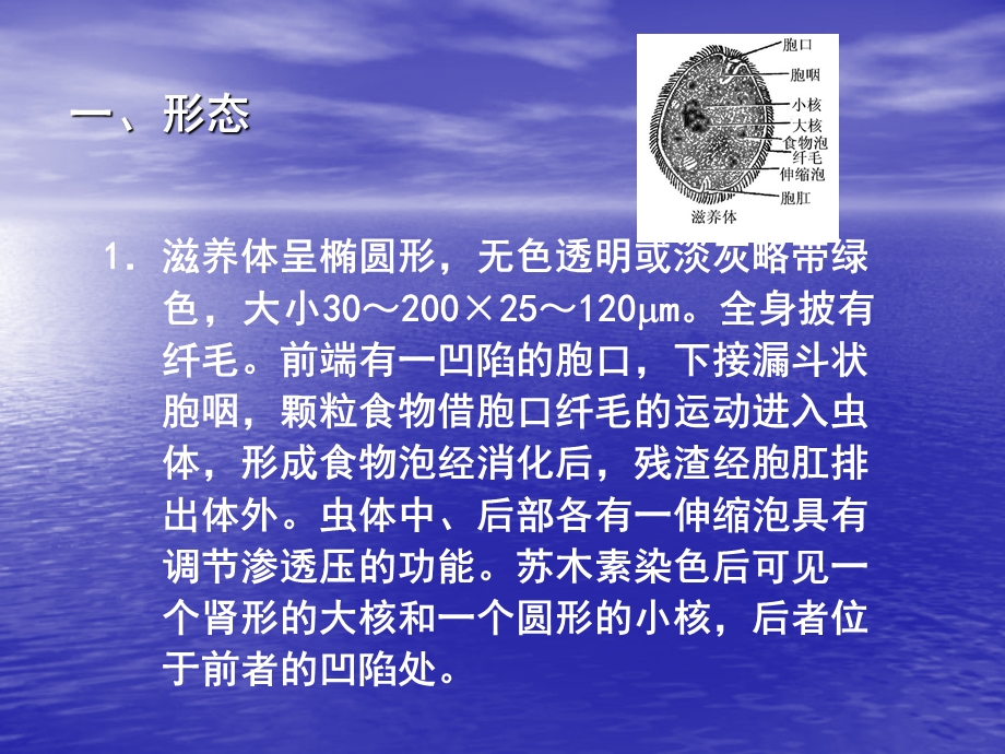 第十六节结肠小袋纤毛虫.ppt_第3页