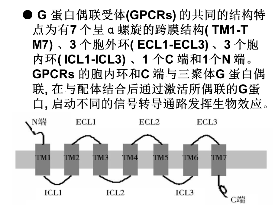 G蛋白耦联受体.ppt_第3页