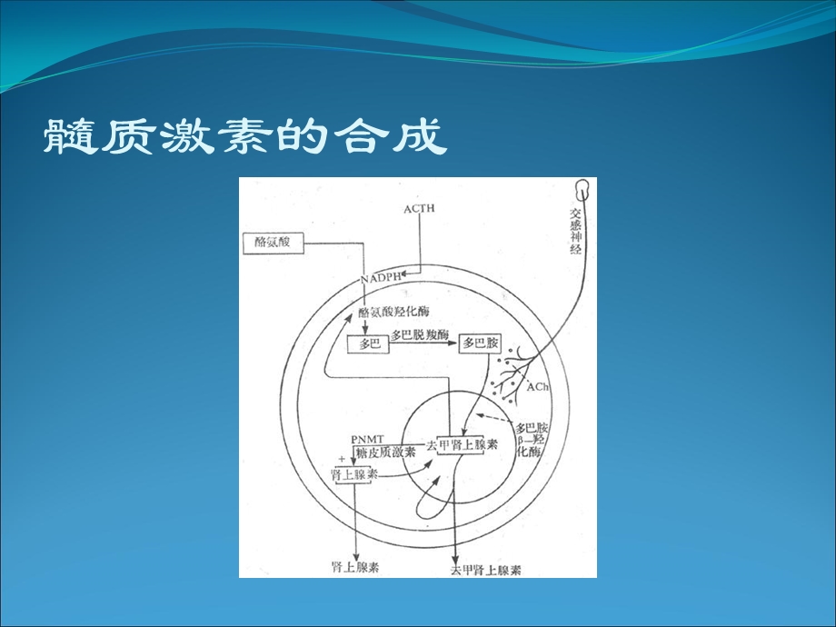 肾上腺髓质激素.ppt_第3页